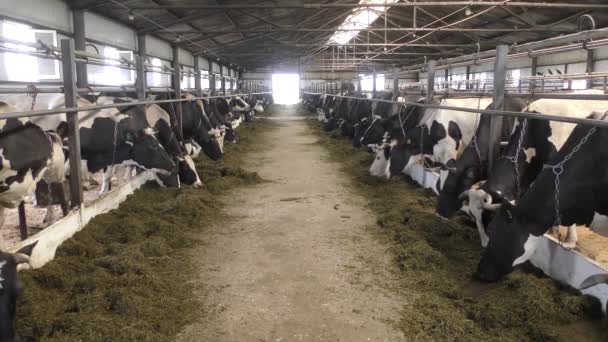 koeien worden op de boerderij gehouden - Video