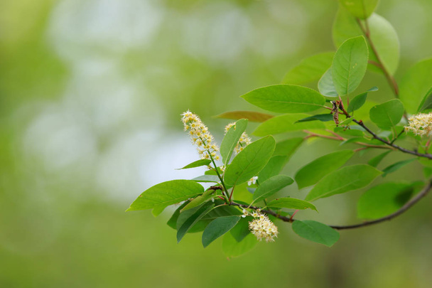 Spring bloom on birch trees - Фото, изображение