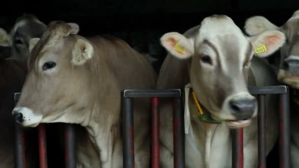 mehrere Kühe in einem Stall - Filmmaterial, Video