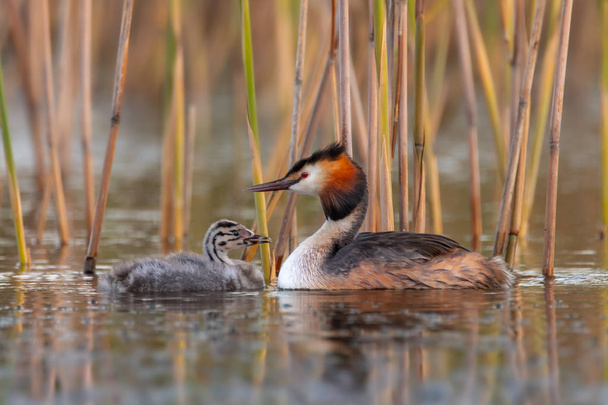 Great crested grebe, Podiceps cristatus. Juvenile with adult . The great crested grebe - Podiceps cristatus is a member of the grebe family of water birds. The great crested grebe breeds in vegetated areas of freshwater lakes. - Photo, Image