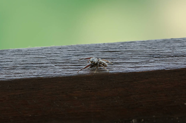 Una pequeña araña negra en los pisos de madera está planteando amenazas
. - Foto, Imagen