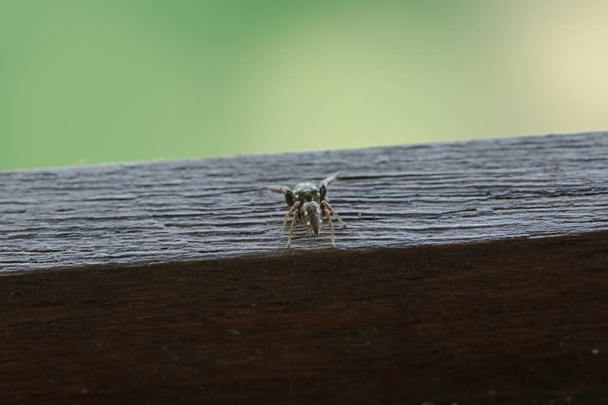 Μια μικρή μαύρη αράχνη στο ξύλινο δάπεδο θέτει απειλές. - Φωτογραφία, εικόνα