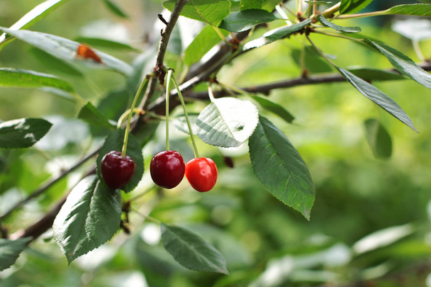 reife Beerenkirsche auf einem Zweig, saftige Beeren leckerer Leckerbissen rohe frische Nahrung, die auf einem Baum wächst - Foto, Bild