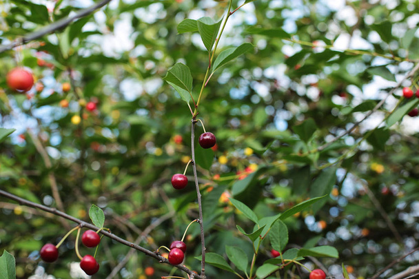 reife Beerenkirsche auf einem Zweig, saftige Beeren leckerer Leckerbissen rohe frische Nahrung, die auf einem Baum wächst - Foto, Bild