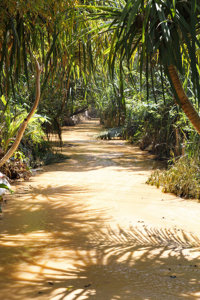 Rivière dans la forêt appelée Fairy Stream au Vietnam
 - Photo, image