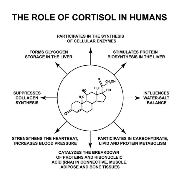 A kortizol szerepe az emberben. A stressz hormon a kortizol kémiai molekuláris formula. Infographics. Vektoros illusztráció elkülönített háttéren. - Vektor, kép