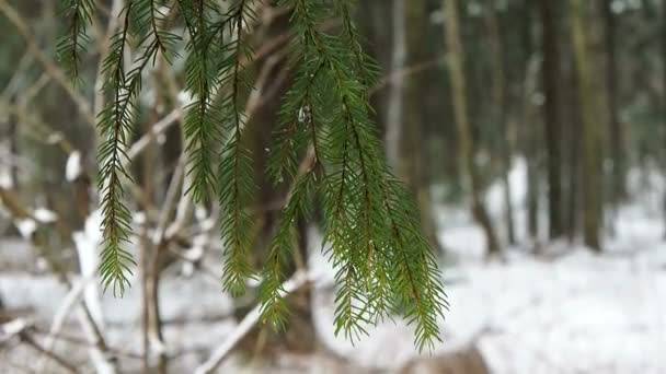 Falling snow in fir forest. Fairy snowstorm covers nature. Fabulous winter views with snowflakes. Northern magic territory in the power of cold. - Video