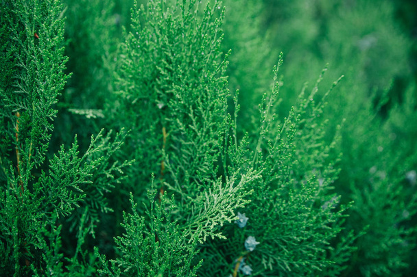 Green and fresh thuja branches. blurred background - Foto, Imagen