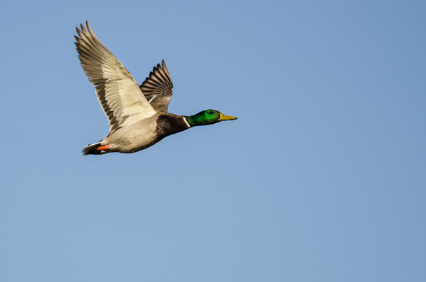 Mallard kacsa repül a kék ég - Fotó, kép