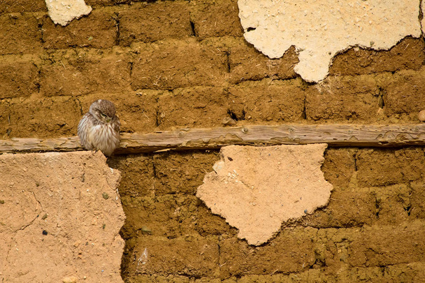Cute little owl. Old adobe house background. Bird: Little owl Athene noctua.  - Photo, Image