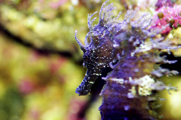Perfil del caballito de mar Mediterráneo en acuario de agua salada - Hippocampus guttulatus
 - Foto, Imagen