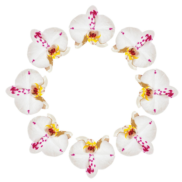 Orchidées blanches dans une couronne circulaire, objet blanc isolé. Espace texte
. - Photo, image