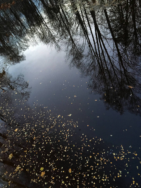 Reflexão de árvores em um lago com uma crosta de gelo
. - Foto, Imagem