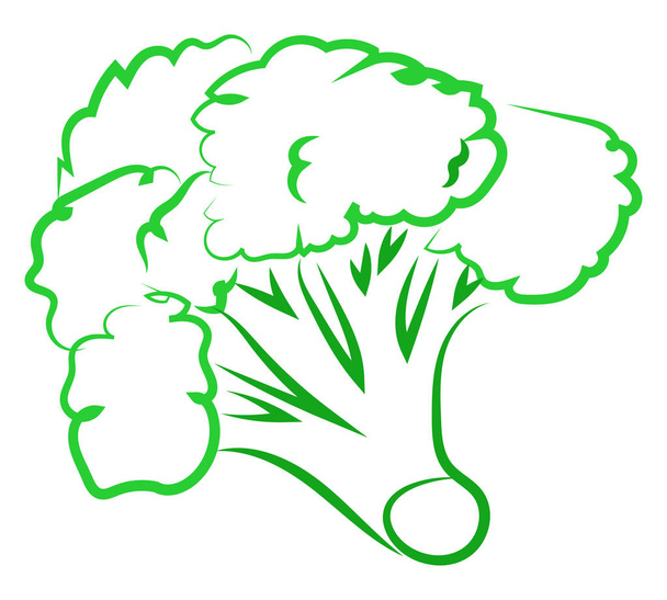 Broccoli tekening, illustratie, vector op witte achtergrond. - Vector, afbeelding