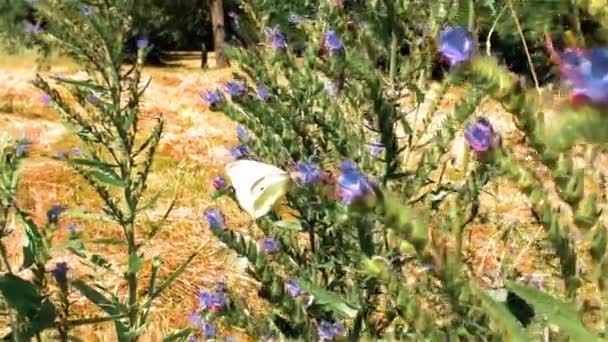 White Butterfly on a Flower on a Sunny Day - Πλάνα, βίντεο