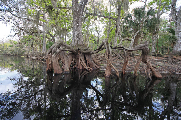 Zypressenwurzeln im Fischbach, Florida. - Foto, Bild