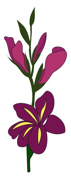 Purple gladiolus, illustration, vector on white background. - Вектор,изображение