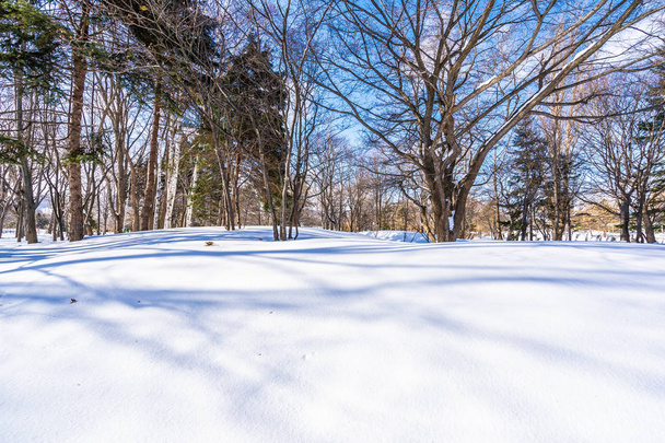 雪冬の木と美しい風景 - 写真・画像