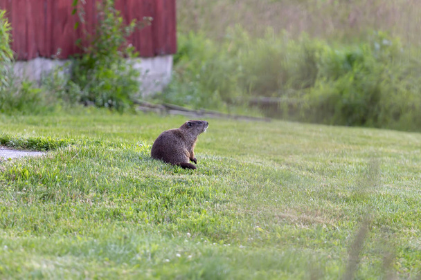 La marmotta (Marmota monax), conosciuta anche come beccaccia, roditore americano
 - Foto, immagini