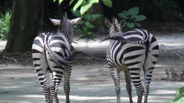 Zebras hinter, während sie mit ihren Schwänzen wedeln. Zebraesel und Schwänze - Filmmaterial, Video