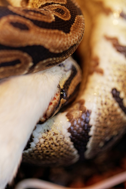 ball python - Foto, Bild