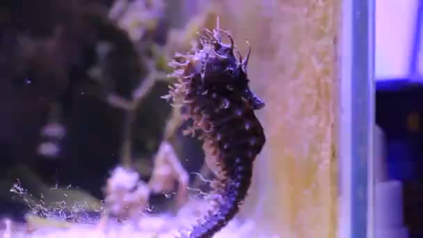 Vídeo de caballito de mar mediterráneo en tanque de acuario de arrecife - Hippocampus guttulatus
 - Metraje, vídeo