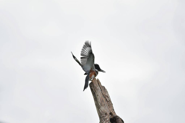 Zdjęcie z Belted Kingfisher na drzewie. Burnaby jezioro BC Kanada - Zdjęcie, obraz