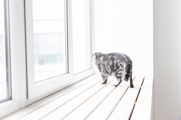 Beautiful gray lop-eared scottish cat walks cautiously around a new white window-sill while studying its new housing. The concept of animal welfare and care for pedigreed cats. - Фото, изображение