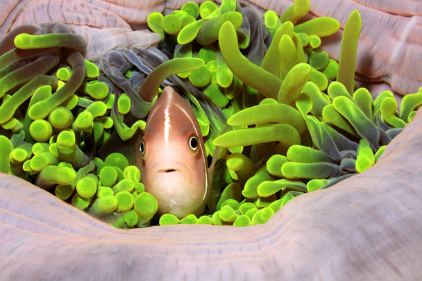 Amenonefish rosa, perideraion Amphiprion
 - Foto, Imagem