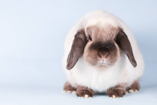 Malý králík na izolovaném pozadí - Fotografie, Obrázek