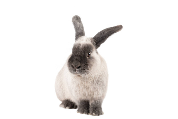 Lop Rabbit on Isolated Background - Photo, Image