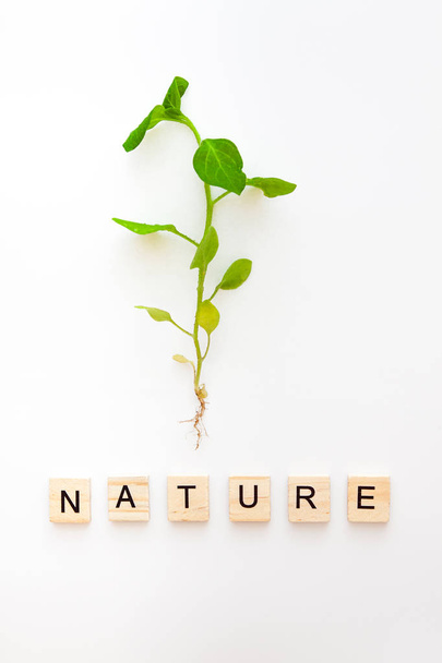 Ένα νεαρό φυτό με ρίζα απομονώνεται σε λευκό φόντο και οι λέξεις είναι από ξύλινα γράμματα Eco, φυσική, νέα ζωή. "Επίπεδη". Κορυφαία προβολή. Αντιγραφή χώρου. Η έννοια, η αρχή μιας νέας ζωής, φυ - Φωτογραφία, εικόνα
