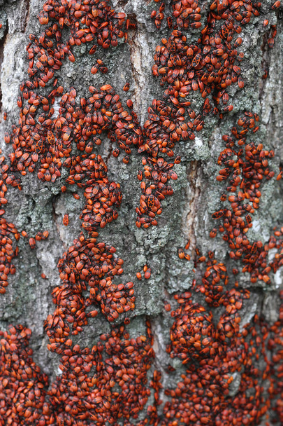 Many firebugs on birch bark - Φωτογραφία, εικόνα