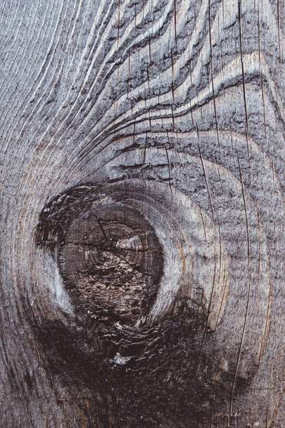 Background from old wood texture. Softwood boards. Annual rings and cuts from branches (knots) Beautiful, natural pattern. Summer, sunny day. - Photo, Image