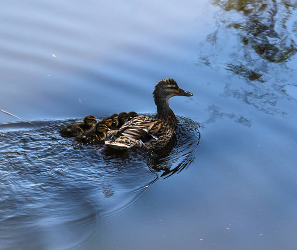 湖で若いアヒルの雛と泳ぐメスマラード(アナスプラティルヒンチョス) - 写真・画像