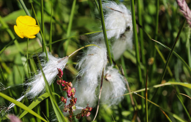 hierba de algodón de cola de liebre (Eriophorum vaginatum) en el humedal, floreciendo en primavera - Foto, imagen