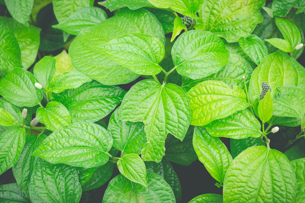 Green bushes background. Leaves texture background - Foto, Imagem