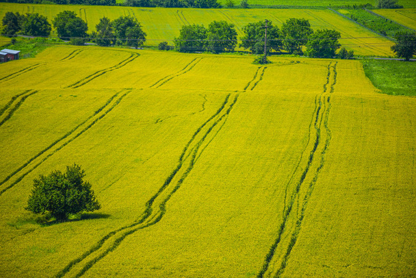 Campo de verano de trigo brillante maduración en el día soleado
 - Foto, Imagen