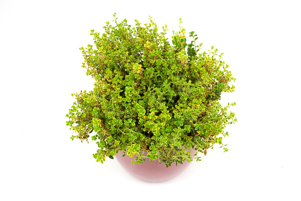 citromos kakukkfű herb pot - Fotó, kép