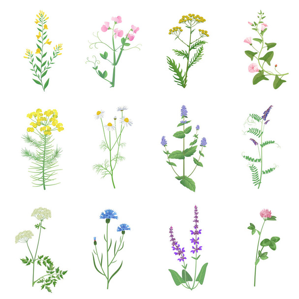 Wild herbs color set isolated. Wildflowers, herbs, leafs. Garden and wild foliage, flowers, branches vector illustration. - Διάνυσμα, εικόνα
