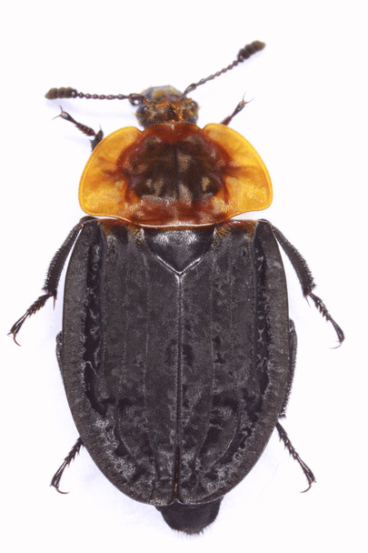 Oceoptoma thoracica carrion beetle - Photo, Image