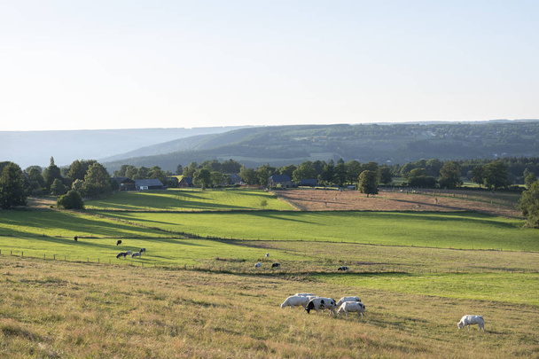 prachtig landschap van de Belgische Ardennen met vee in warme  - Foto, afbeelding