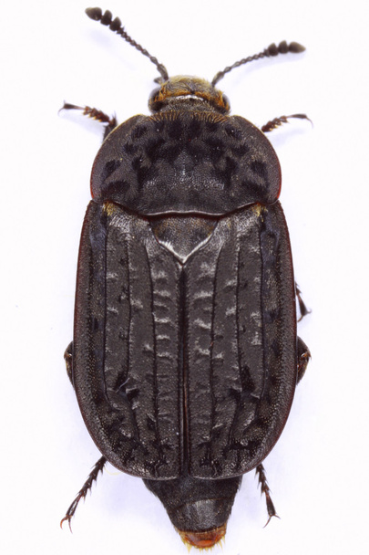 Aaskäfer thanathophilus rugosus - Foto, Bild