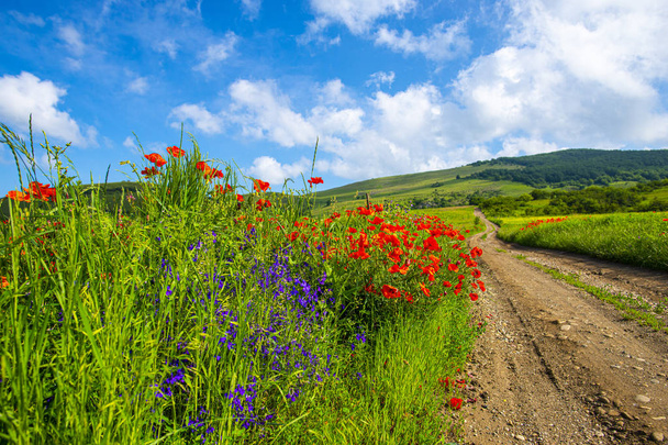 Parlak yeşil yaz alanı güntrime de kırmızı haşhaş çiçekleri dolu - Fotoğraf, Görsel