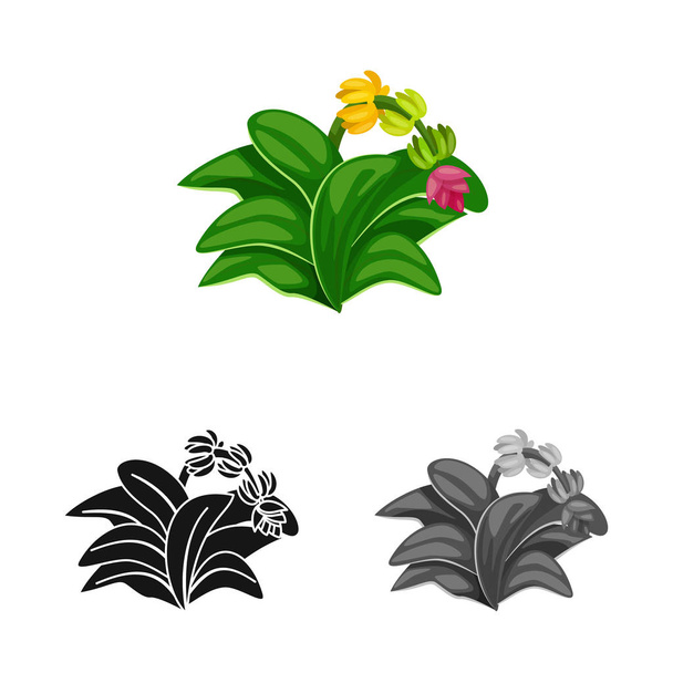 Vector design of leaf and banana logo. Collection of leaf and jungle vector icon for stock. - Vector, afbeelding
