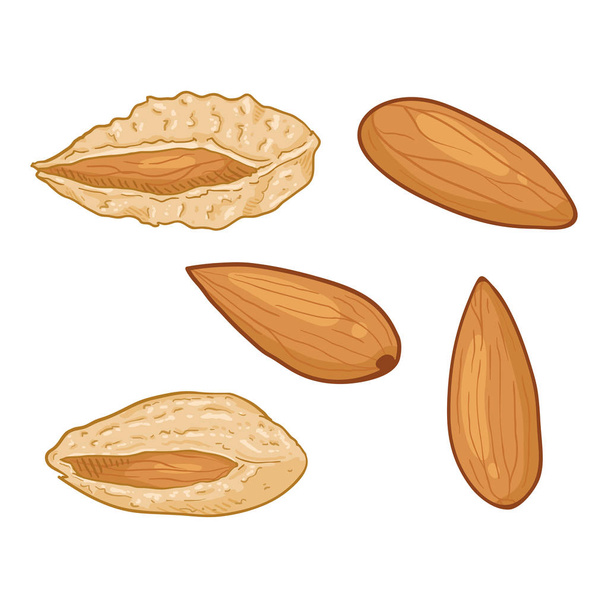 Vector Set of Cartoon Almond Nuts. - Vector, Image