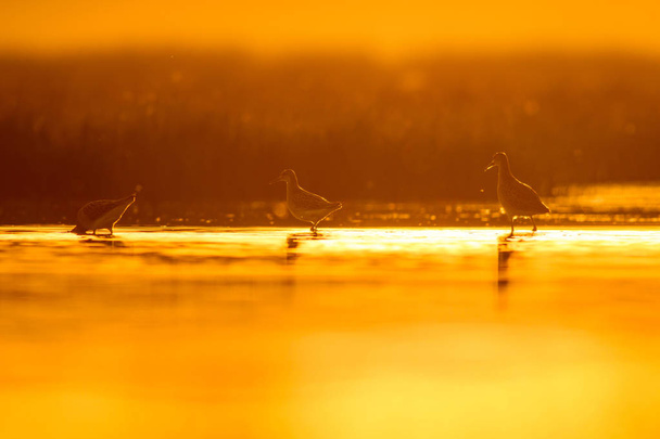 Λίμνη και πουλί. Φυσικό υπόβαθρο. Φόντο της φύσης του ηλιοβασιλέματος. Αντανάκλαση του νερού. Πουλάκι: "μπεκάτσα". Γκάινγκο. - Φωτογραφία, εικόνα