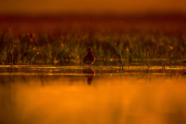 Lake and bird. Natural background. Sunset nature background. Water reflection. Bird: Common Snipe. Gallinago gallinago. - Photo, Image