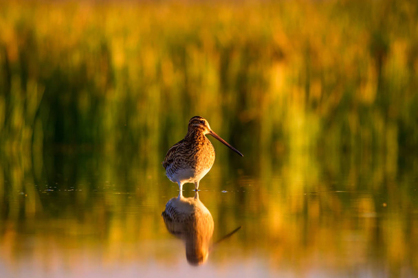 Víz madár-és természetvédelmi háttér. Zöld, sárga tóparti háttér. Víz visszaverődés. Madár: meghatározatlan sárszalonka. A Gallinago Gallinago. - Fotó, kép