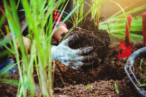 Mulheres asiáticas a cavar o chão Plantar erva-cidreira. Horta jardim de cozinha
. - Foto, Imagem